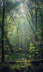 Preview wallpaper forest, trees, sunlight, rays, nature