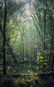 Preview wallpaper forest, trees, sunlight, rays, nature