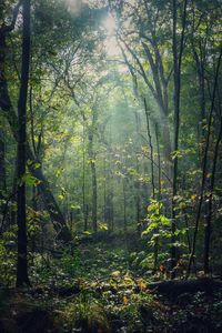 Preview wallpaper forest, trees, sunlight, rays, nature