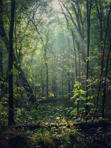 Preview wallpaper forest, trees, sunlight, rays, nature
