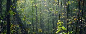 Preview wallpaper forest, trees, sunlight, rays, nature