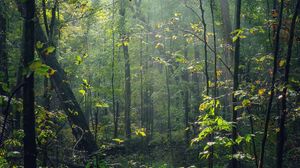 Preview wallpaper forest, trees, sunlight, rays, nature