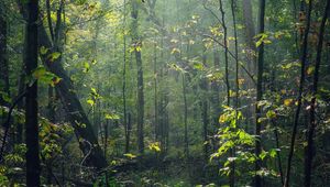 Preview wallpaper forest, trees, sunlight, rays, nature