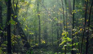 Preview wallpaper forest, trees, sunlight, rays, nature