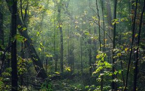 Preview wallpaper forest, trees, sunlight, rays, nature