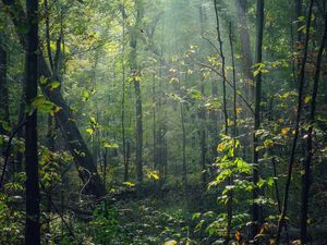 Preview wallpaper forest, trees, sunlight, rays, nature