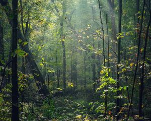 Preview wallpaper forest, trees, sunlight, rays, nature