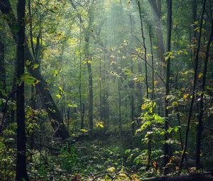Preview wallpaper forest, trees, sunlight, rays, nature