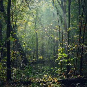 Preview wallpaper forest, trees, sunlight, rays, nature