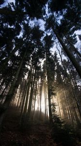 Preview wallpaper forest, trees, sunlight, light, nature