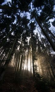 Preview wallpaper forest, trees, sunlight, light, nature