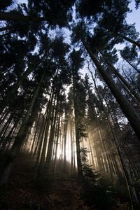 Preview wallpaper forest, trees, sunlight, light, nature