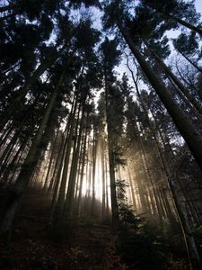 Preview wallpaper forest, trees, sunlight, light, nature