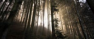 Preview wallpaper forest, trees, sunlight, light, nature