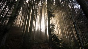 Preview wallpaper forest, trees, sunlight, light, nature