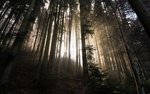 Preview wallpaper forest, trees, sunlight, light, nature