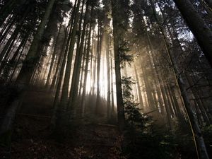 Preview wallpaper forest, trees, sunlight, light, nature