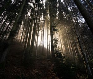 Preview wallpaper forest, trees, sunlight, light, nature