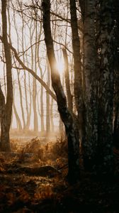 Preview wallpaper forest, trees, sunlight, fog, nature