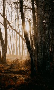 Preview wallpaper forest, trees, sunlight, fog, nature