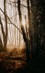 Preview wallpaper forest, trees, sunlight, fog, nature
