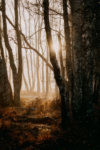 Preview wallpaper forest, trees, sunlight, fog, nature
