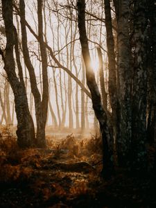 Preview wallpaper forest, trees, sunlight, fog, nature