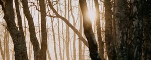 Preview wallpaper forest, trees, sunlight, fog, nature