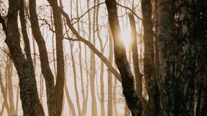 Preview wallpaper forest, trees, sunlight, fog, nature