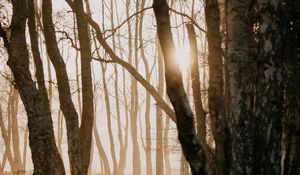 Preview wallpaper forest, trees, sunlight, fog, nature