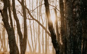 Preview wallpaper forest, trees, sunlight, fog, nature
