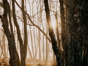 Preview wallpaper forest, trees, sunlight, fog, nature