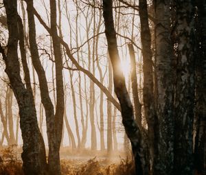 Preview wallpaper forest, trees, sunlight, fog, nature