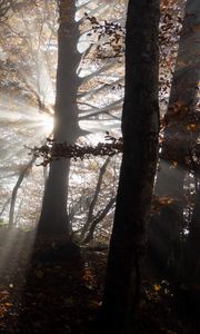 Preview wallpaper forest, trees, sunlight, nature, dark