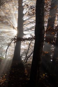 Preview wallpaper forest, trees, sunlight, nature, dark