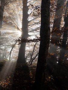 Preview wallpaper forest, trees, sunlight, nature, dark