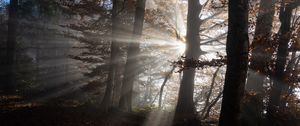 Preview wallpaper forest, trees, sunlight, nature, dark