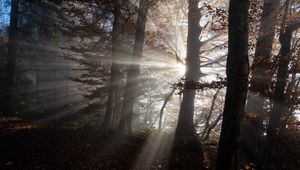 Preview wallpaper forest, trees, sunlight, nature, dark
