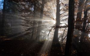 Preview wallpaper forest, trees, sunlight, nature, dark