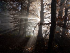 Preview wallpaper forest, trees, sunlight, nature, dark