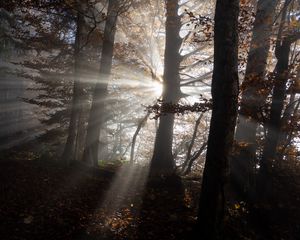 Preview wallpaper forest, trees, sunlight, nature, dark