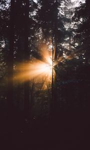 Preview wallpaper forest, trees, sunlight, rays, dark
