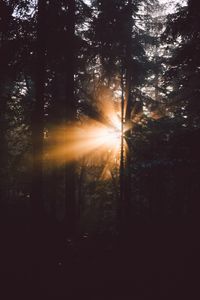 Preview wallpaper forest, trees, sunlight, rays, dark
