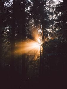Preview wallpaper forest, trees, sunlight, rays, dark