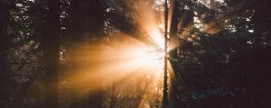 Preview wallpaper forest, trees, sunlight, rays, dark