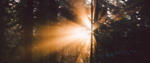 Preview wallpaper forest, trees, sunlight, rays, dark
