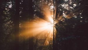 Preview wallpaper forest, trees, sunlight, rays, dark