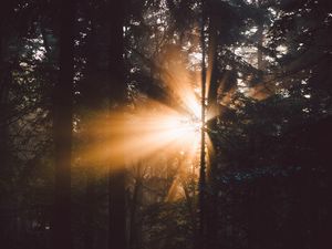 Preview wallpaper forest, trees, sunlight, rays, dark