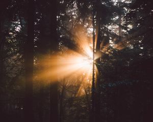 Preview wallpaper forest, trees, sunlight, rays, dark