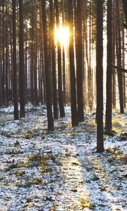 Preview wallpaper forest, trees, sunset, sun, winter, rays